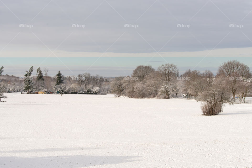 winter landscape