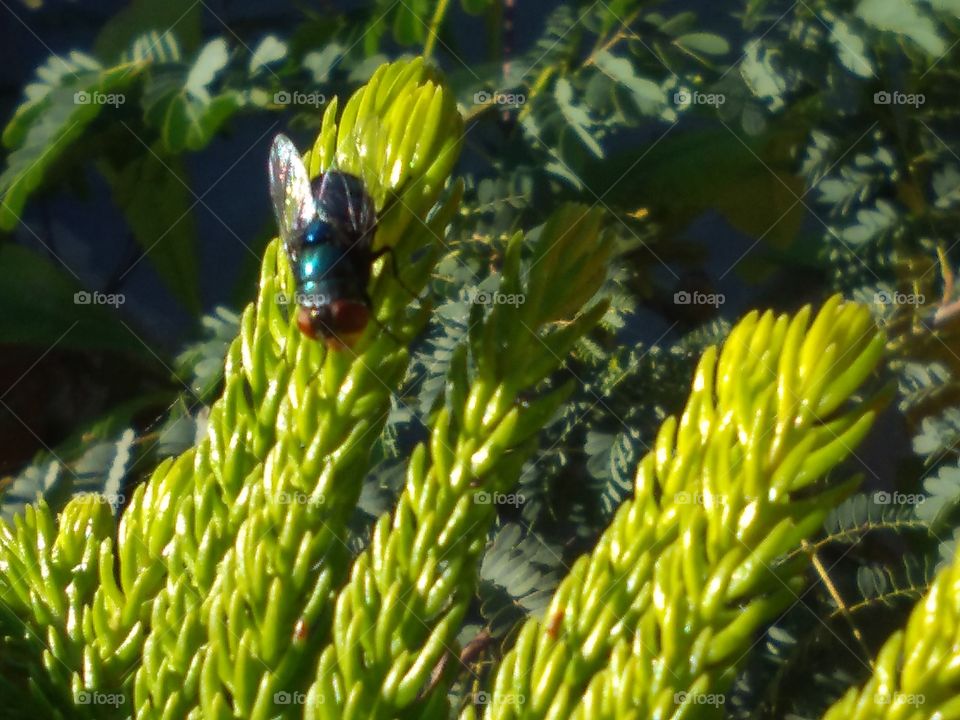 Fly Hanging Upside Down