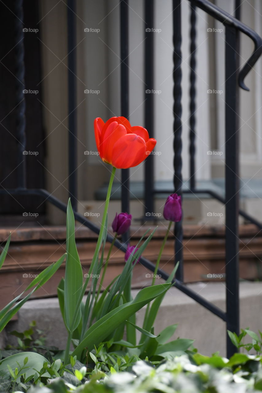 red and purple tulips in front of wrought iron railing