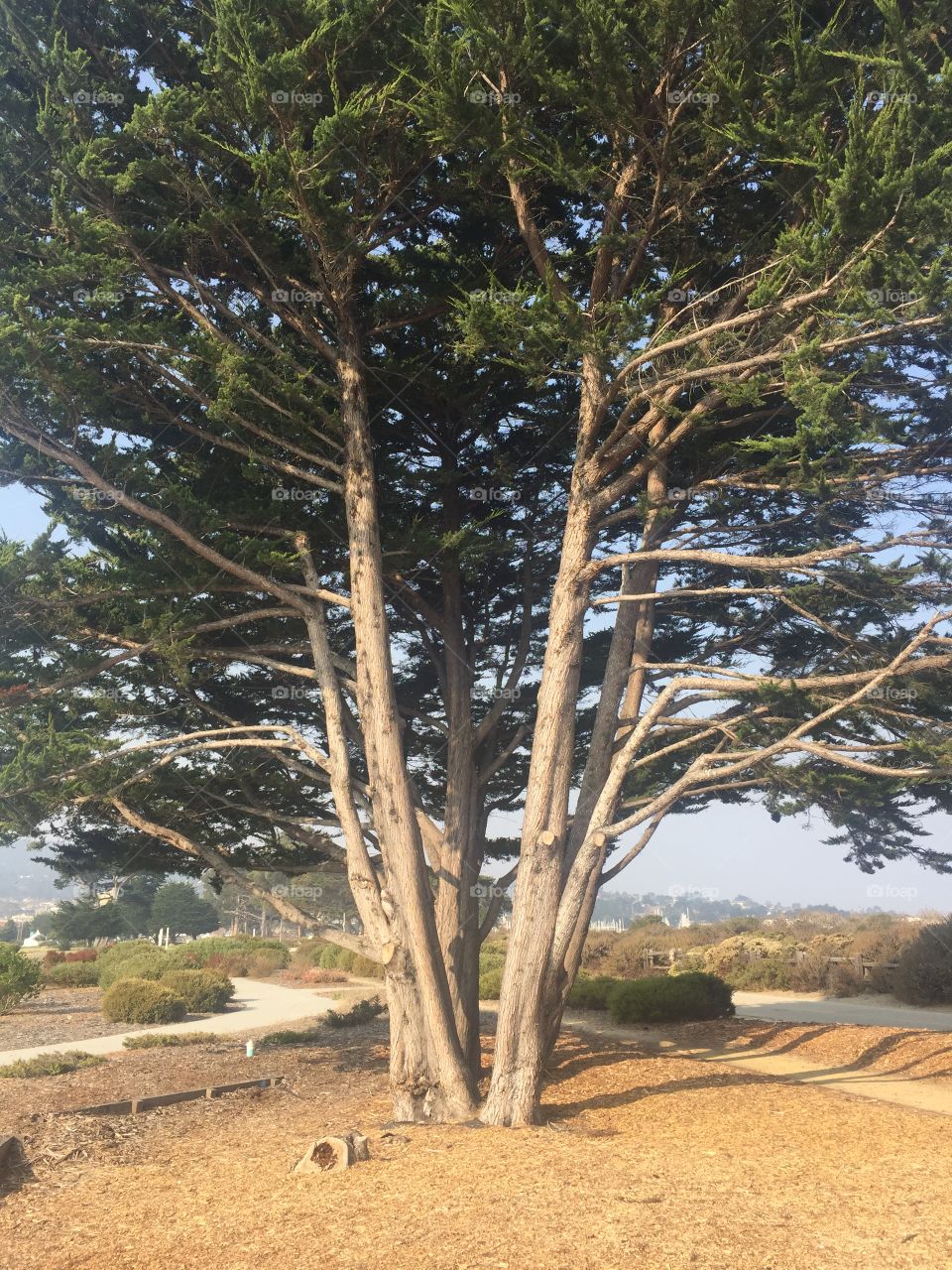 Del Monte Beach Coastal Cypress Tree