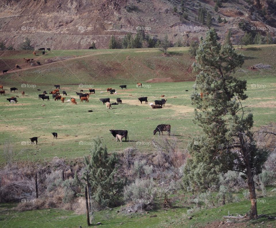 Ranch at the hill