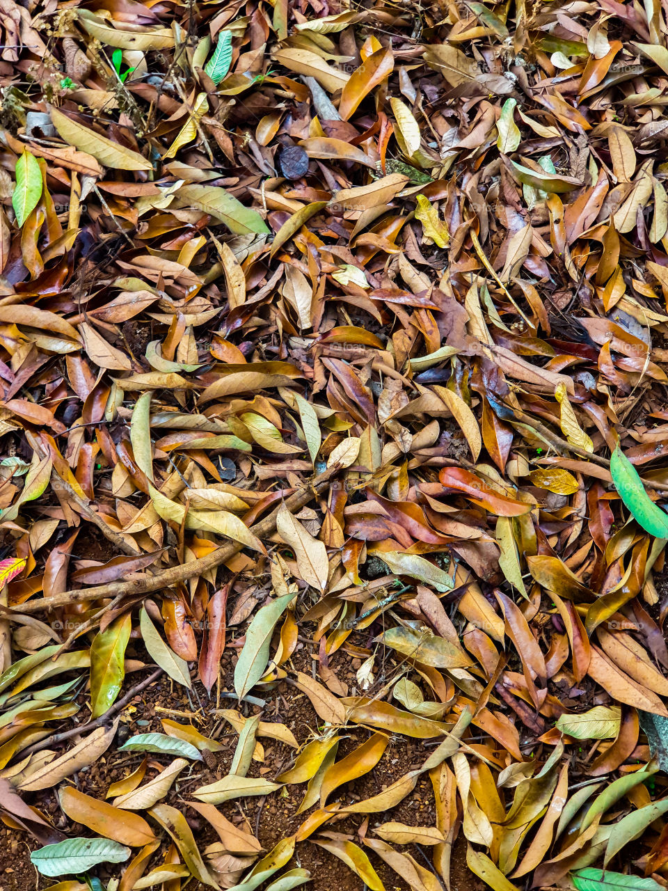 autum time leafs fallen from tree