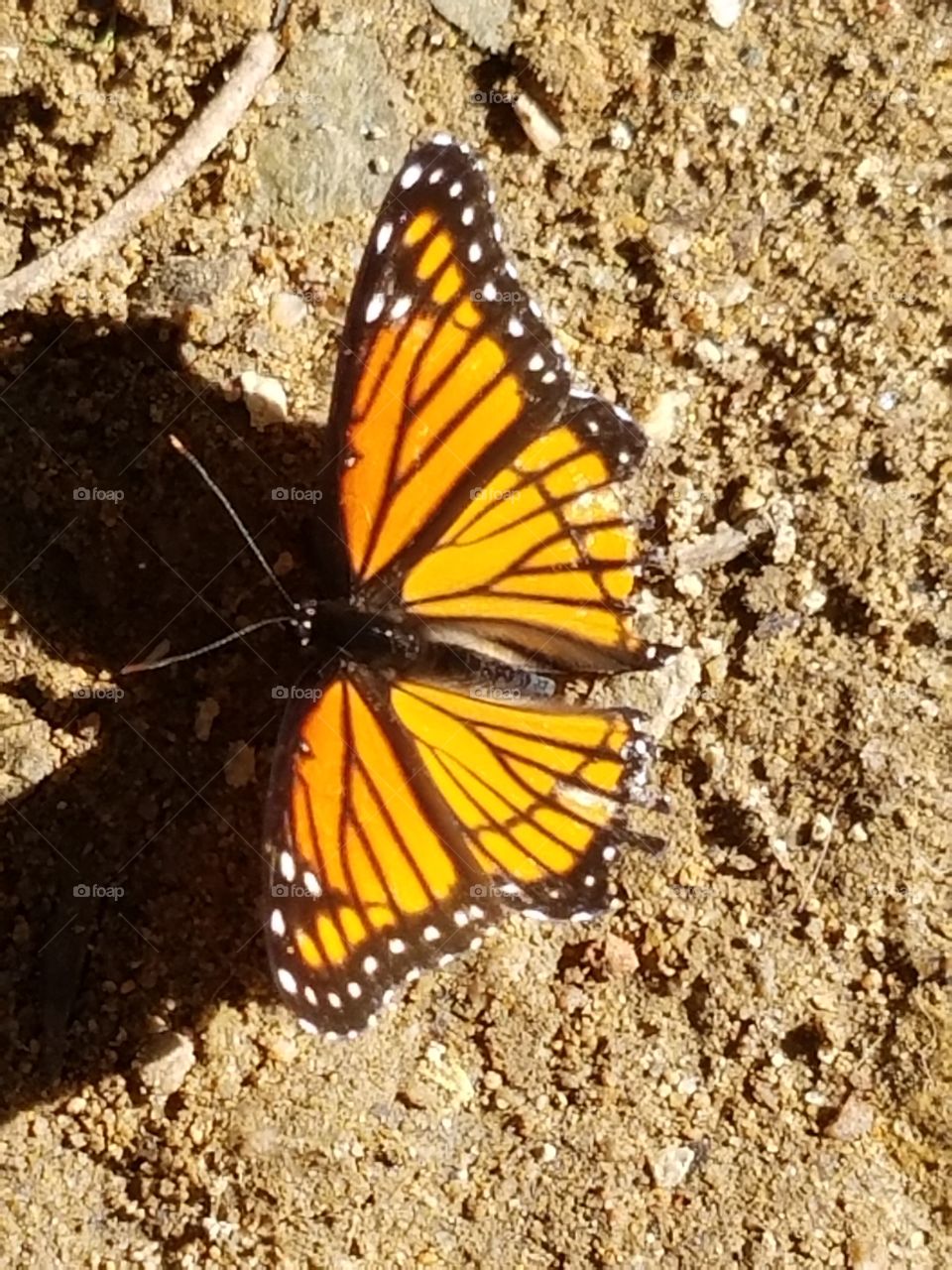 Butterflies fly away