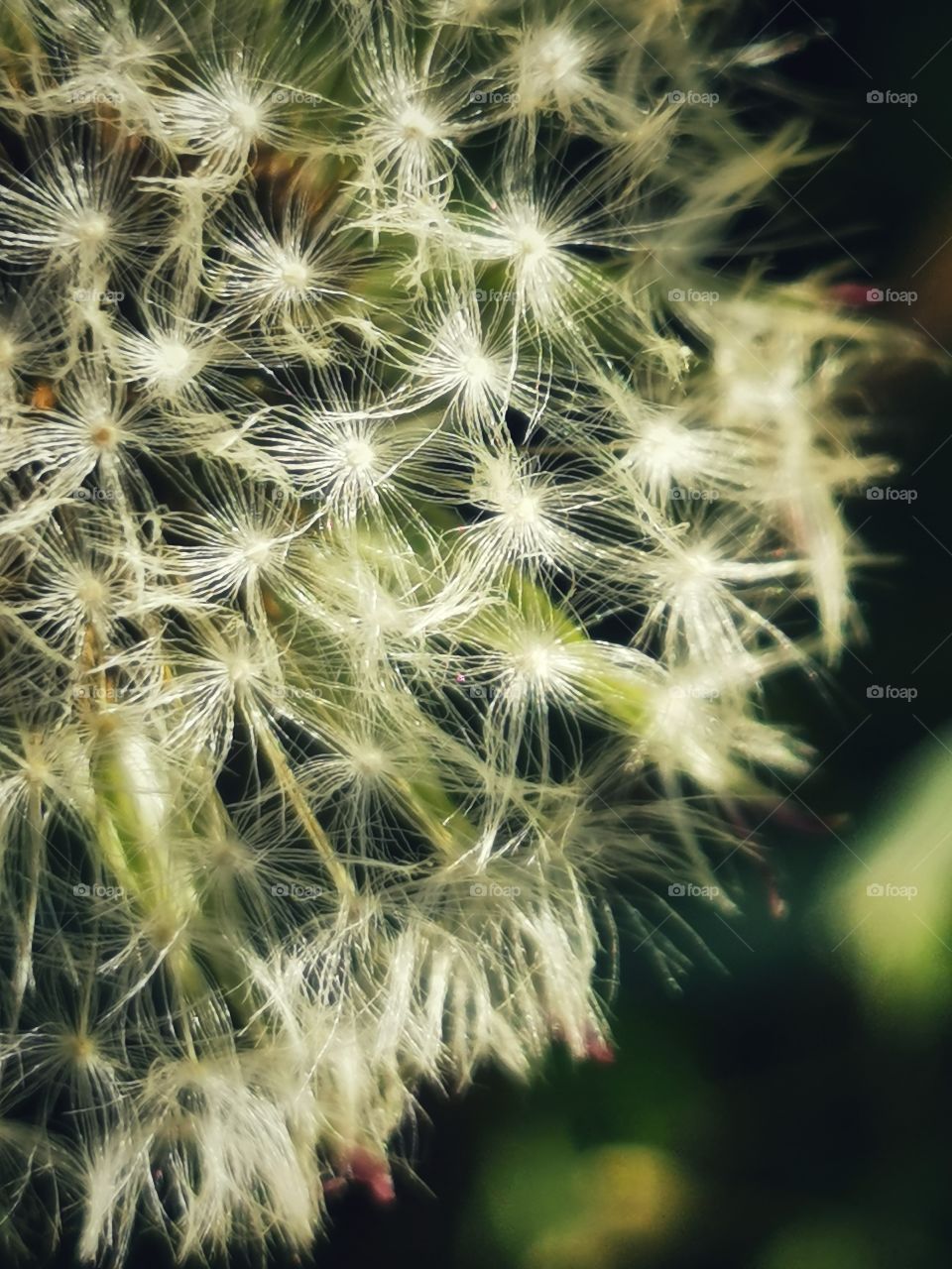 Forest day outdoor nature greens wild forest greens sky clouds moody