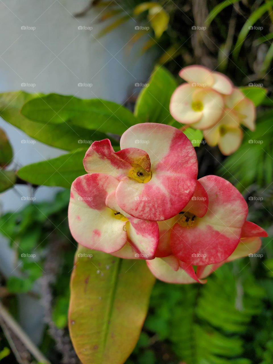 beautiful corona de Cristo