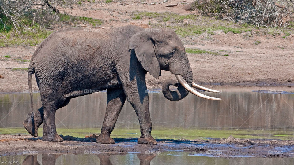 park holiday big elephant by mike007