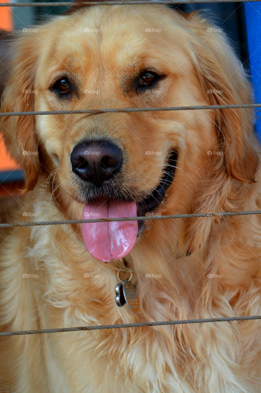 Portrait of a golden retriever