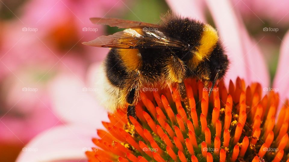 bee on a flower