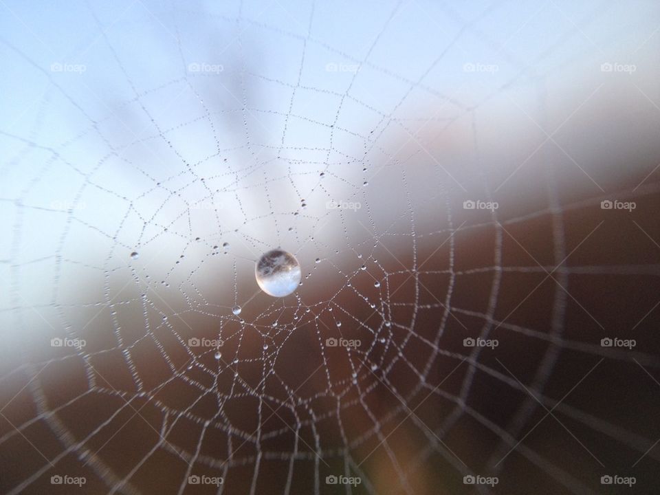 Drop in cobweb