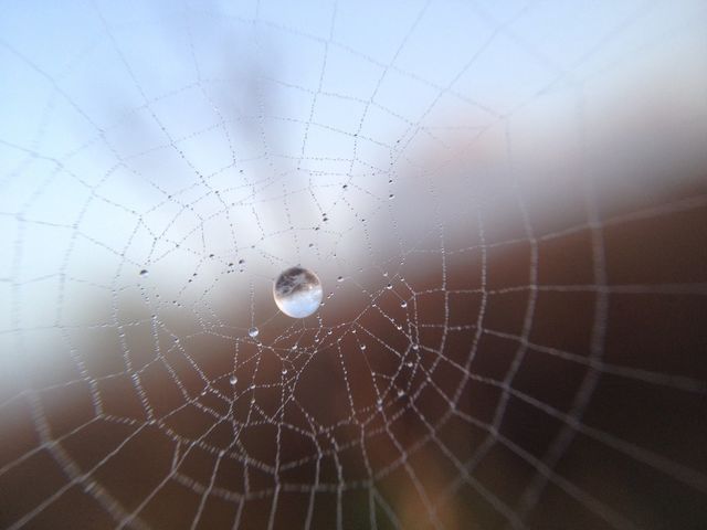 Drop in cobweb