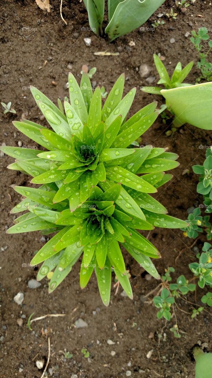 Wet green garden plants.