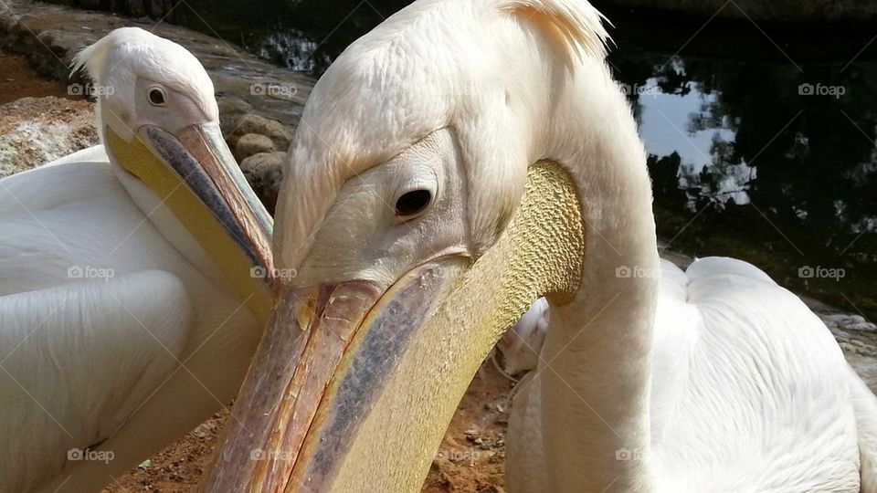 pelican