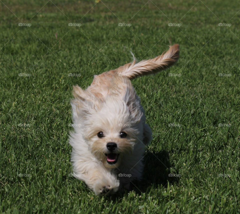 Cute one running towards me.