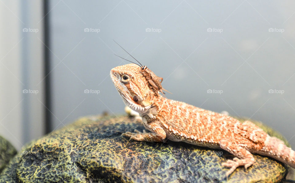 Bearded dragon on a rock with a cricket on its head