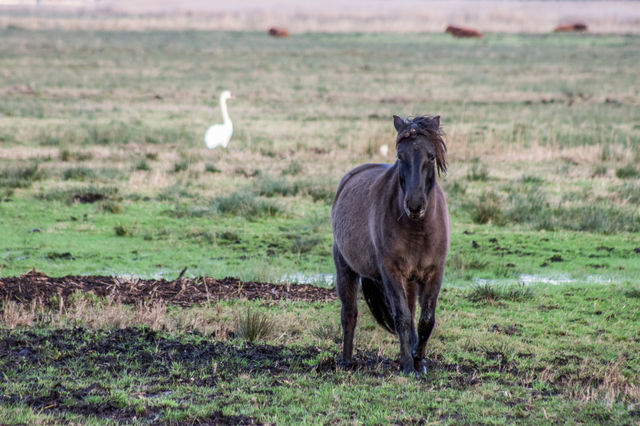 Wild black horse in the nature
