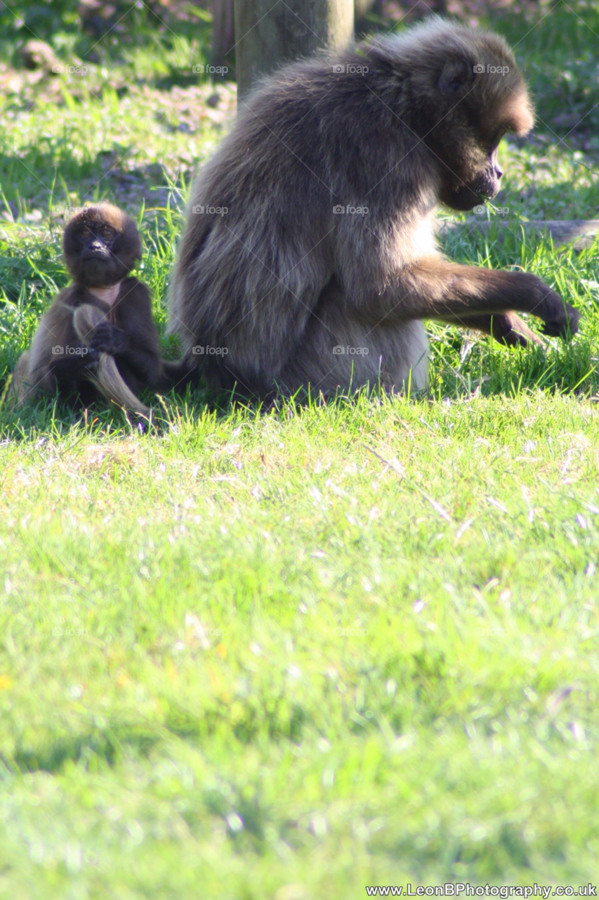zoo green grass monkey monkeys by leonbritton123