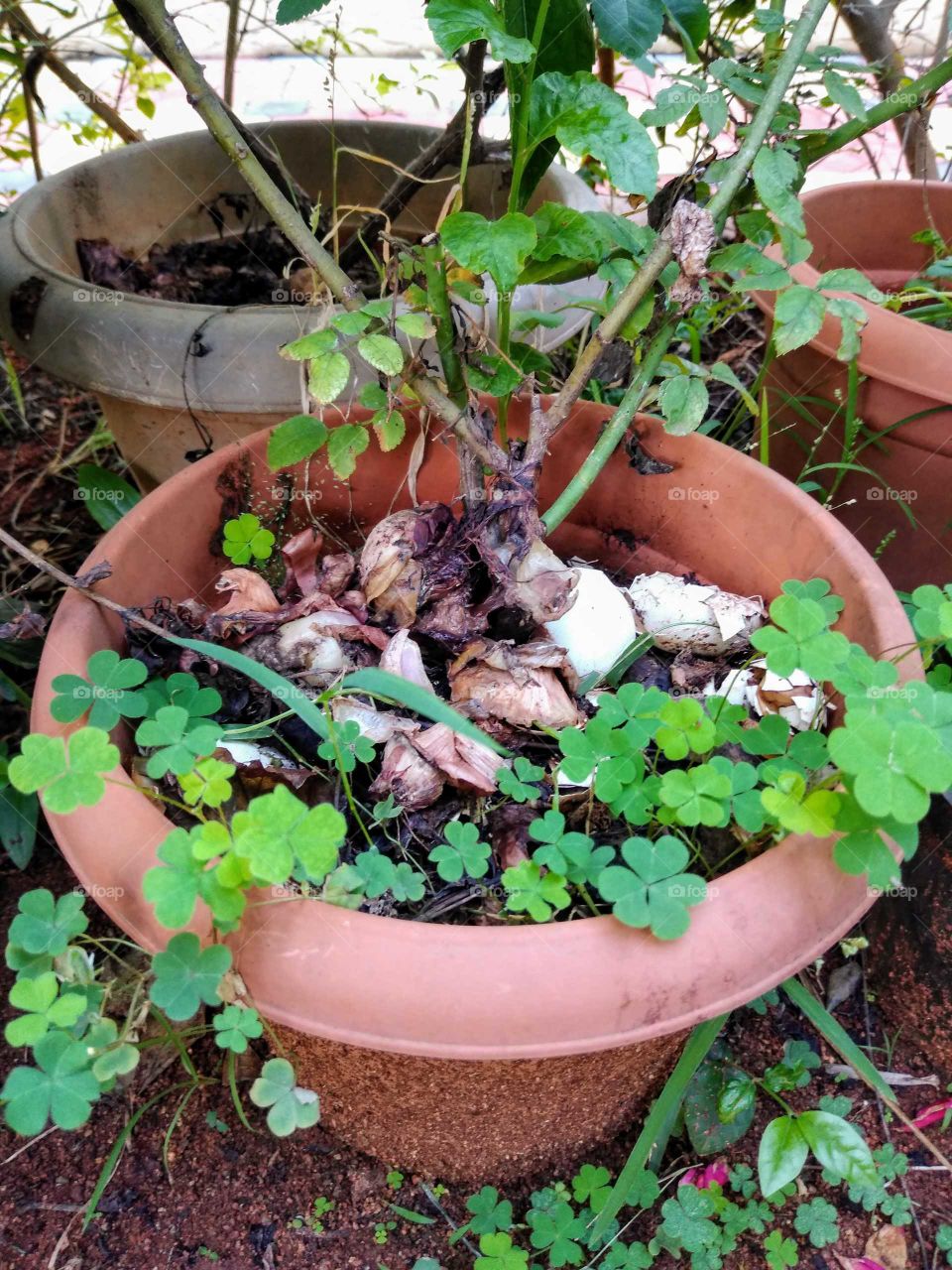 a pot with rose plant and with onion peel n egg shells as fertilizer