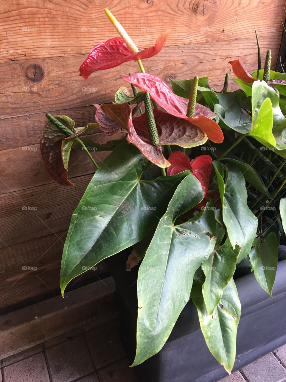 Anthuriums in pot