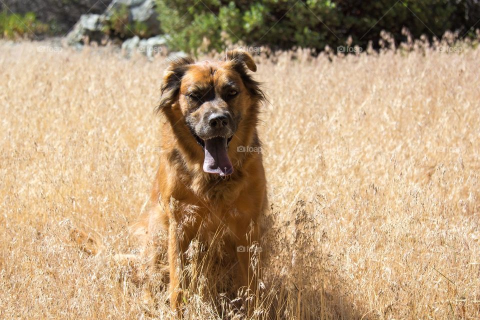 Golden fields 