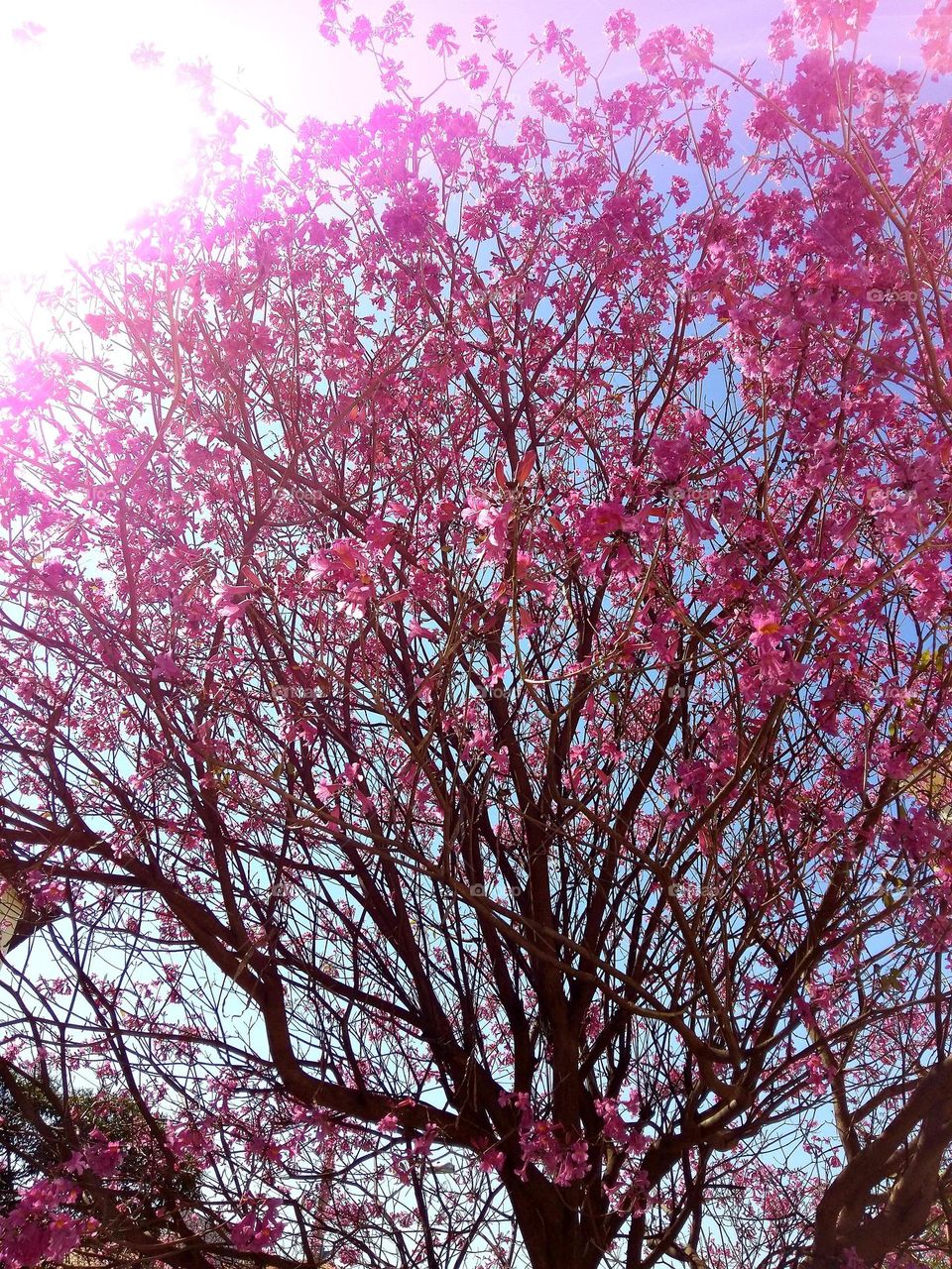 Parafraseando 'Conselhos de uma Árvore' :
Cresça em Direção à Luz;
Mantenha-se firme e em pé;
Lembre-se das suas raízes;
Ofereça sombra para as visitas;
Aguente firme as estações desfavoráveis;
Floresça e Frutifique;
Aprecie a vista!