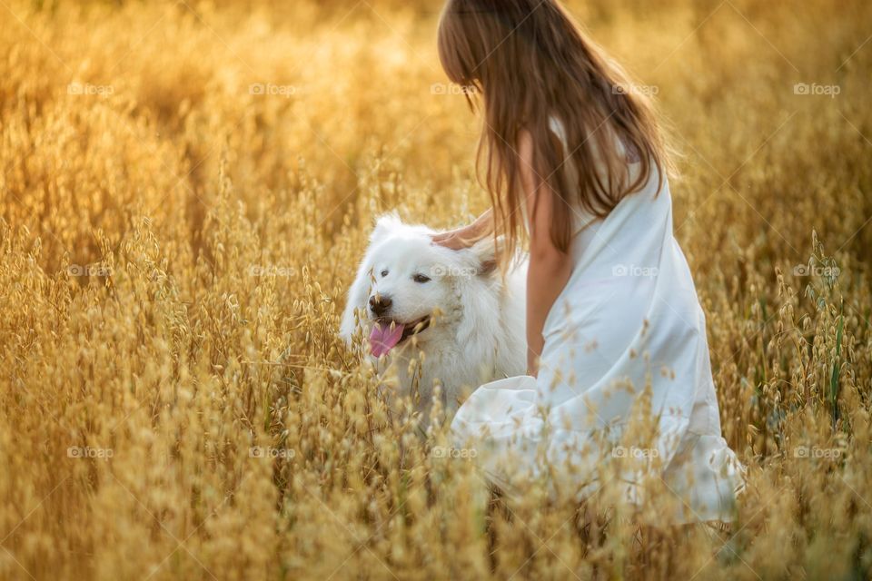 Little girl with Samoyed dog in rye field at summer evening 
