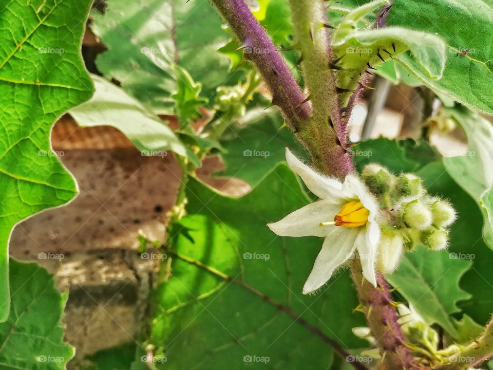 Eggplant flower. Beautiful white flower in the garden.