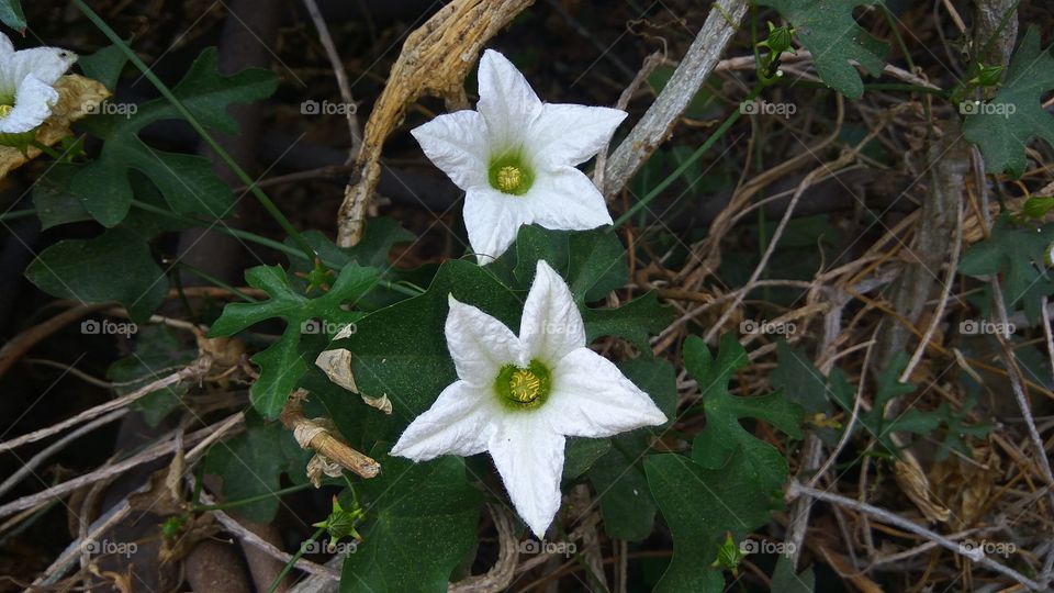 Close-up of white flowers