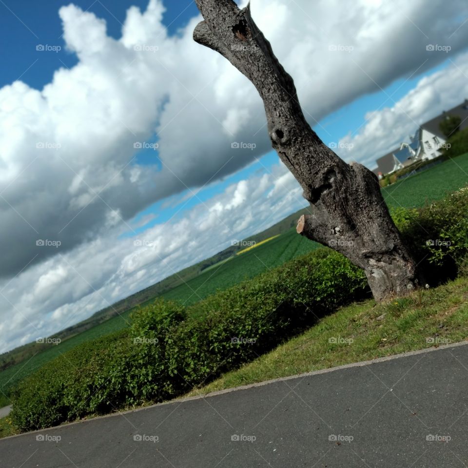 tree 🌳 on a summer day ☀