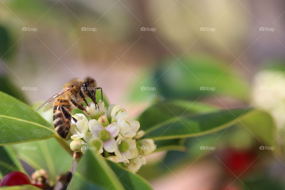 Bee foraging flower