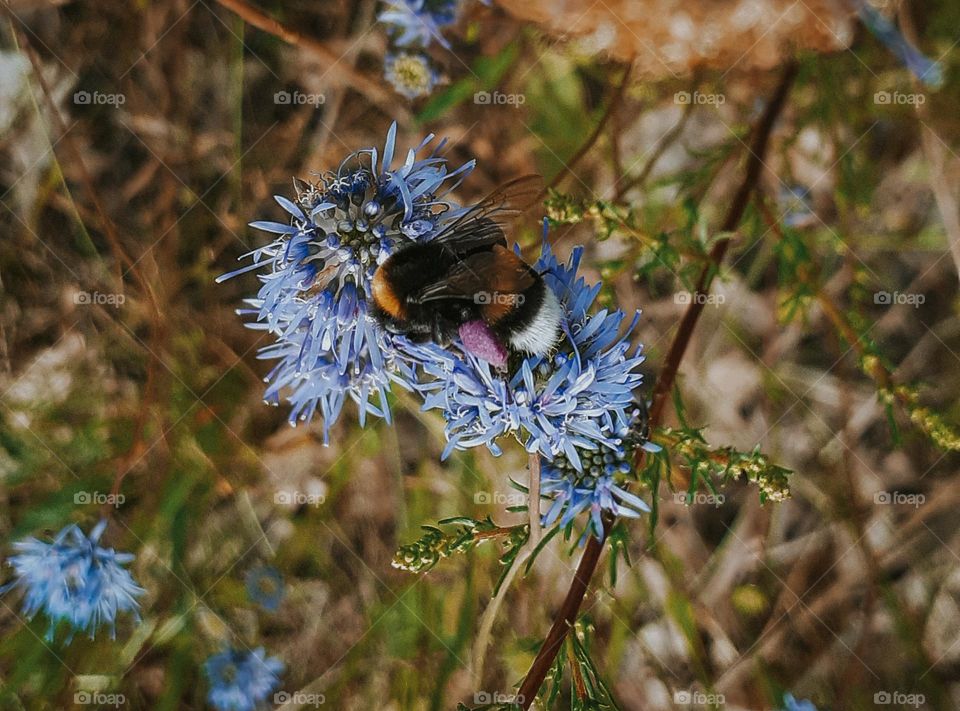 A pastel blue field flower with a bee