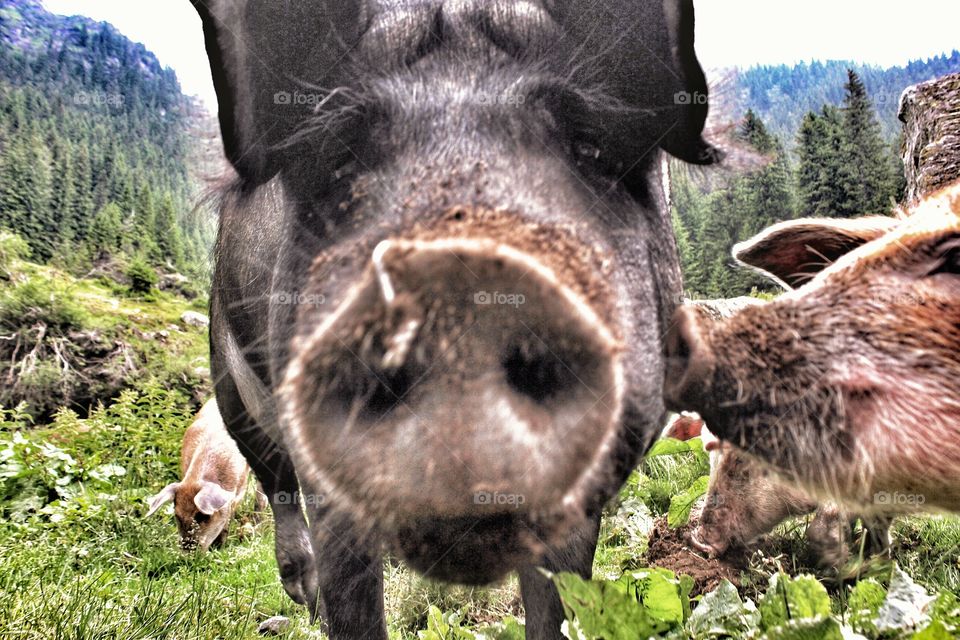 Close up pig snout . Close up pig snout 