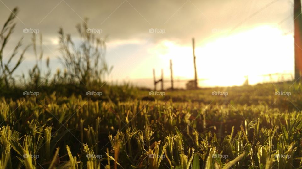 Grass with out-of-focus sunset