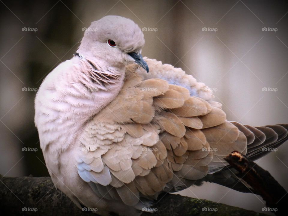 Solitaire bird in search for mates