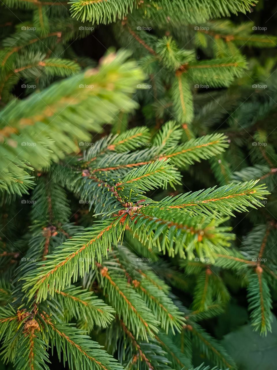 bright green spruce branches. beauty of nature