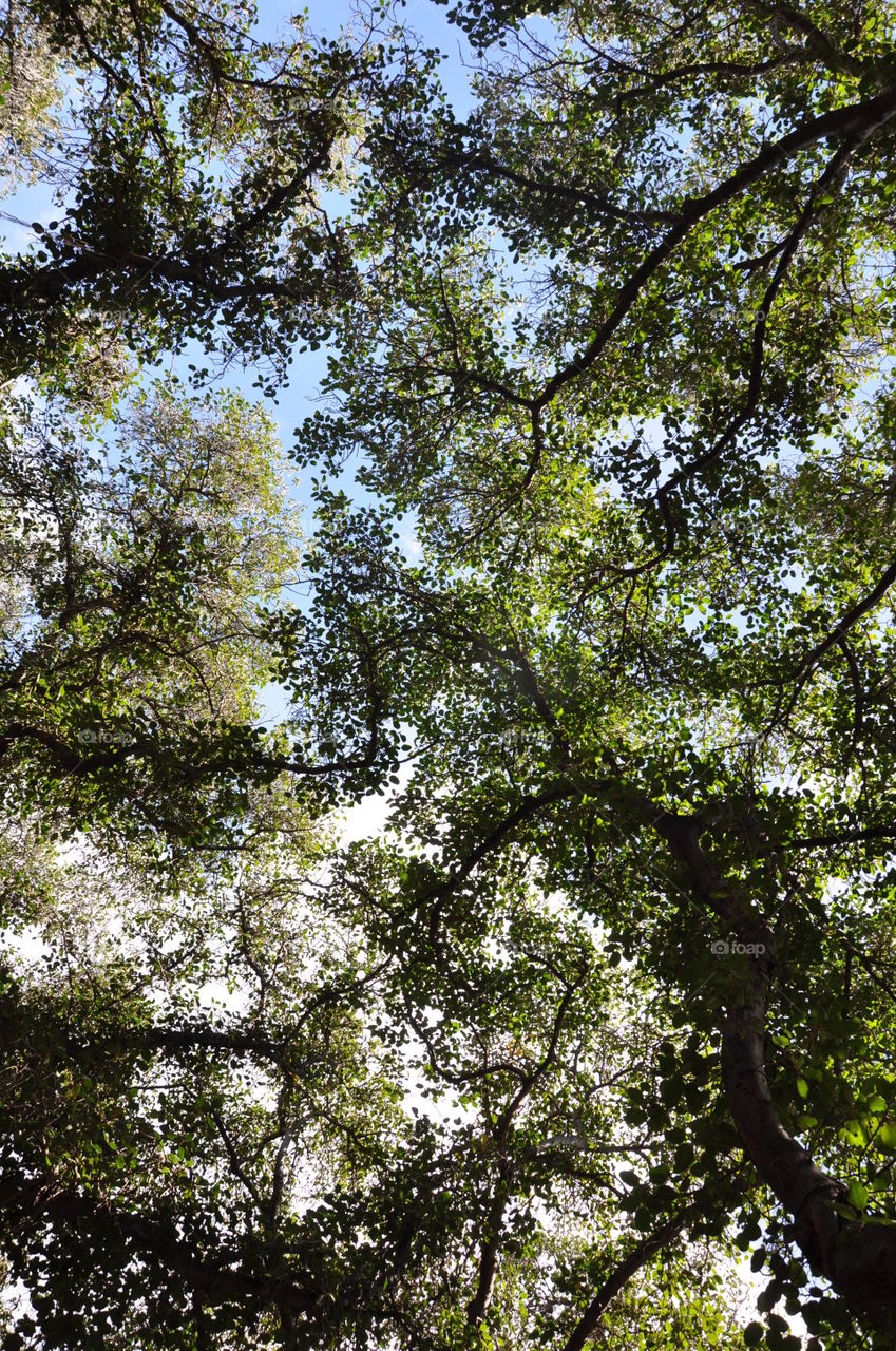 Leafy canopy of deciduous trees 