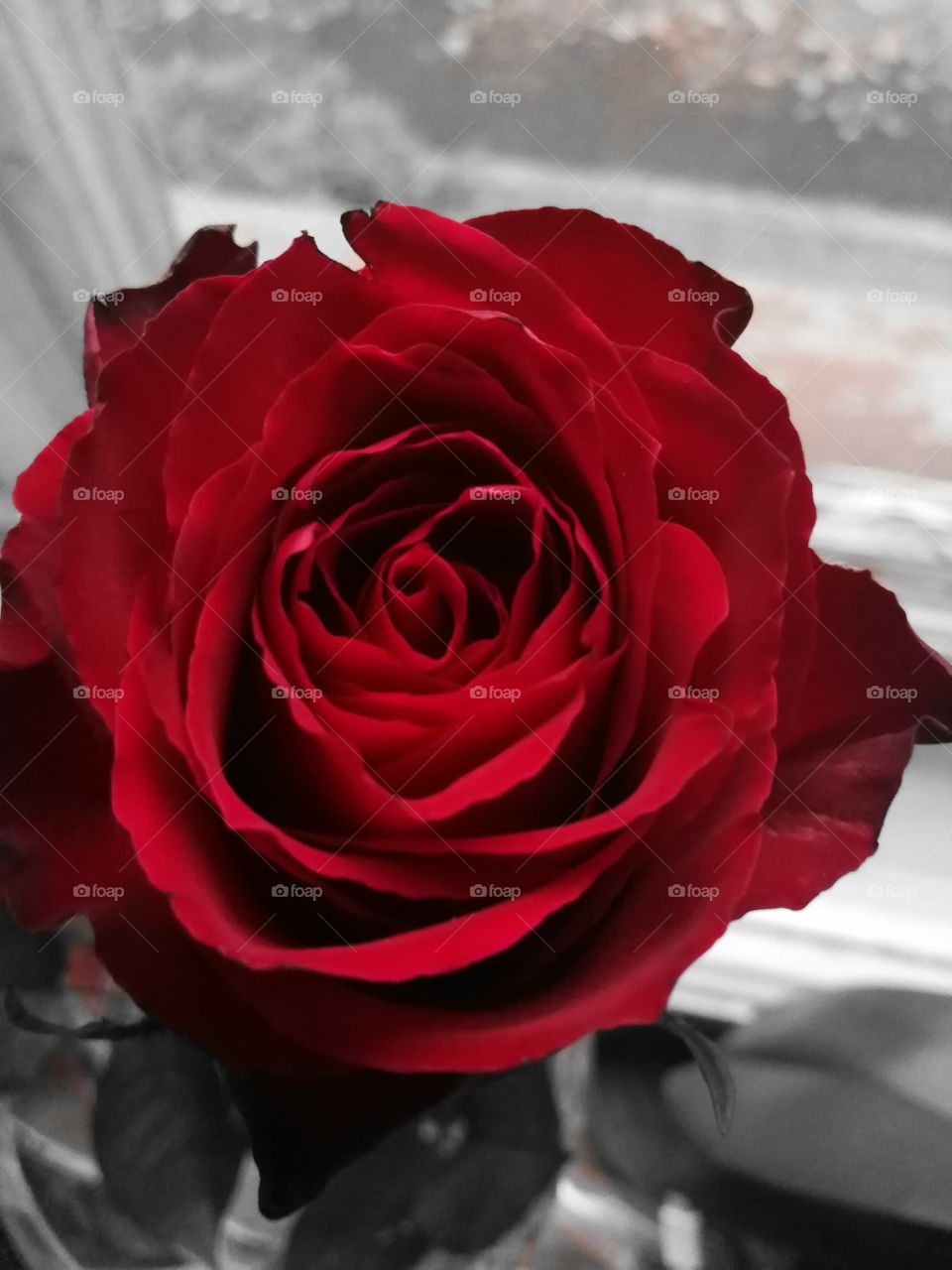 Red Rose Top edit