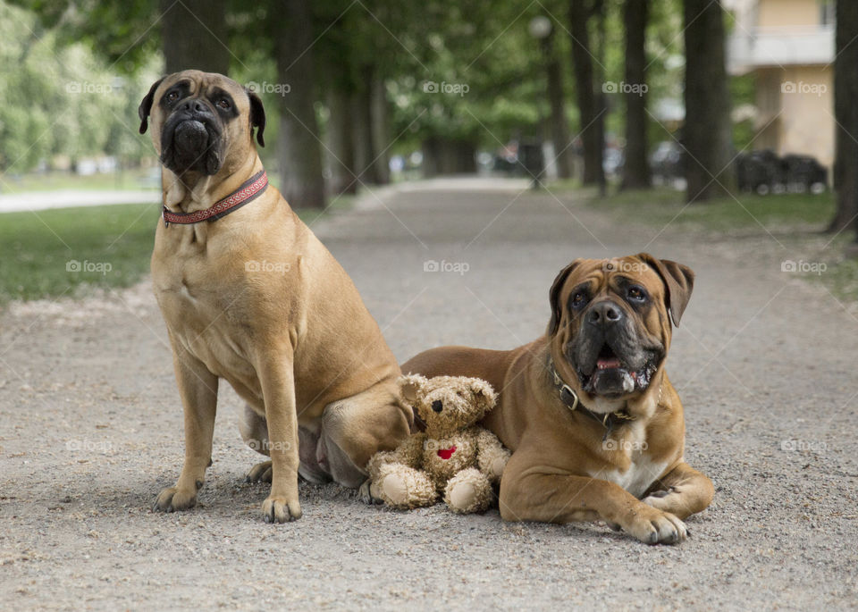 Two big majestic Red Bull mastiff dogs chilling with their teddy bear guardians 