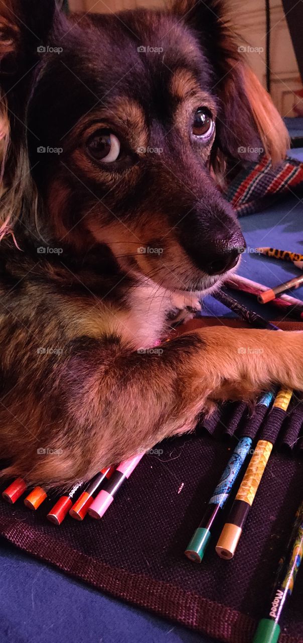 dog on colored pencils