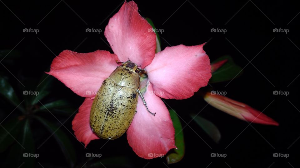 beetles and interest