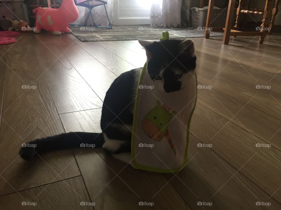 My baby cat want eat 