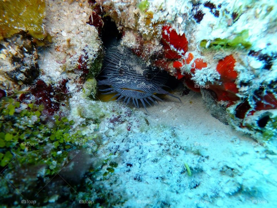 Spotted Toadfish 