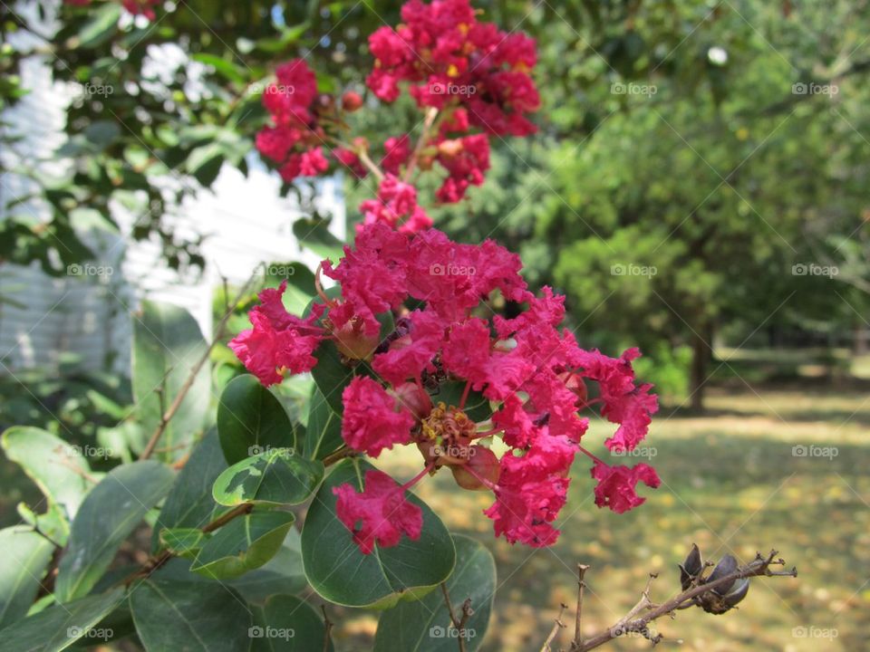 Pink flowers with buds