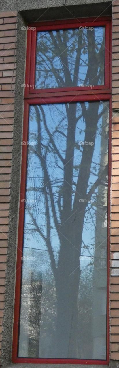 Tree reflection in a RecTangular Window