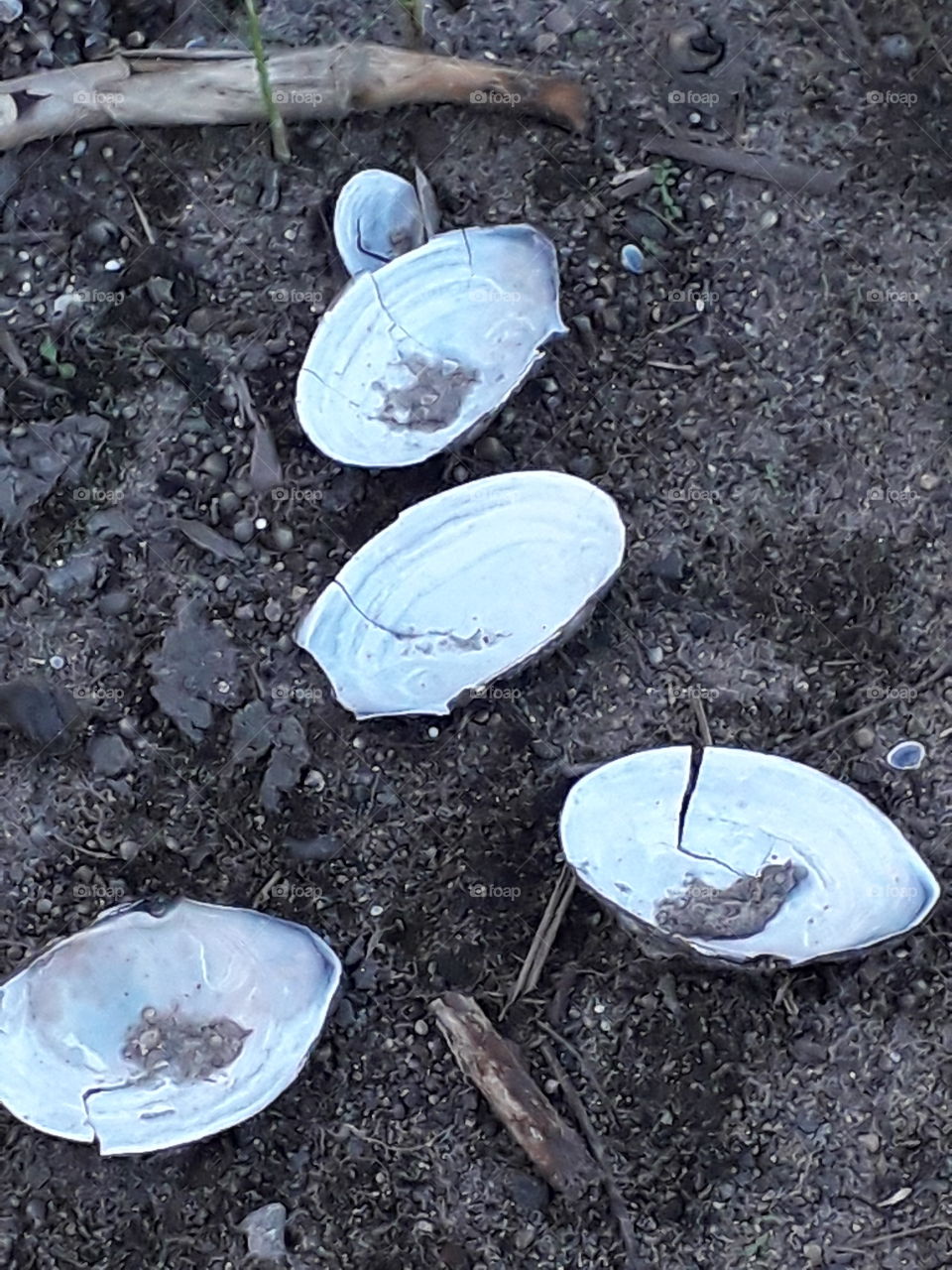 broken mussel shells at the roadside