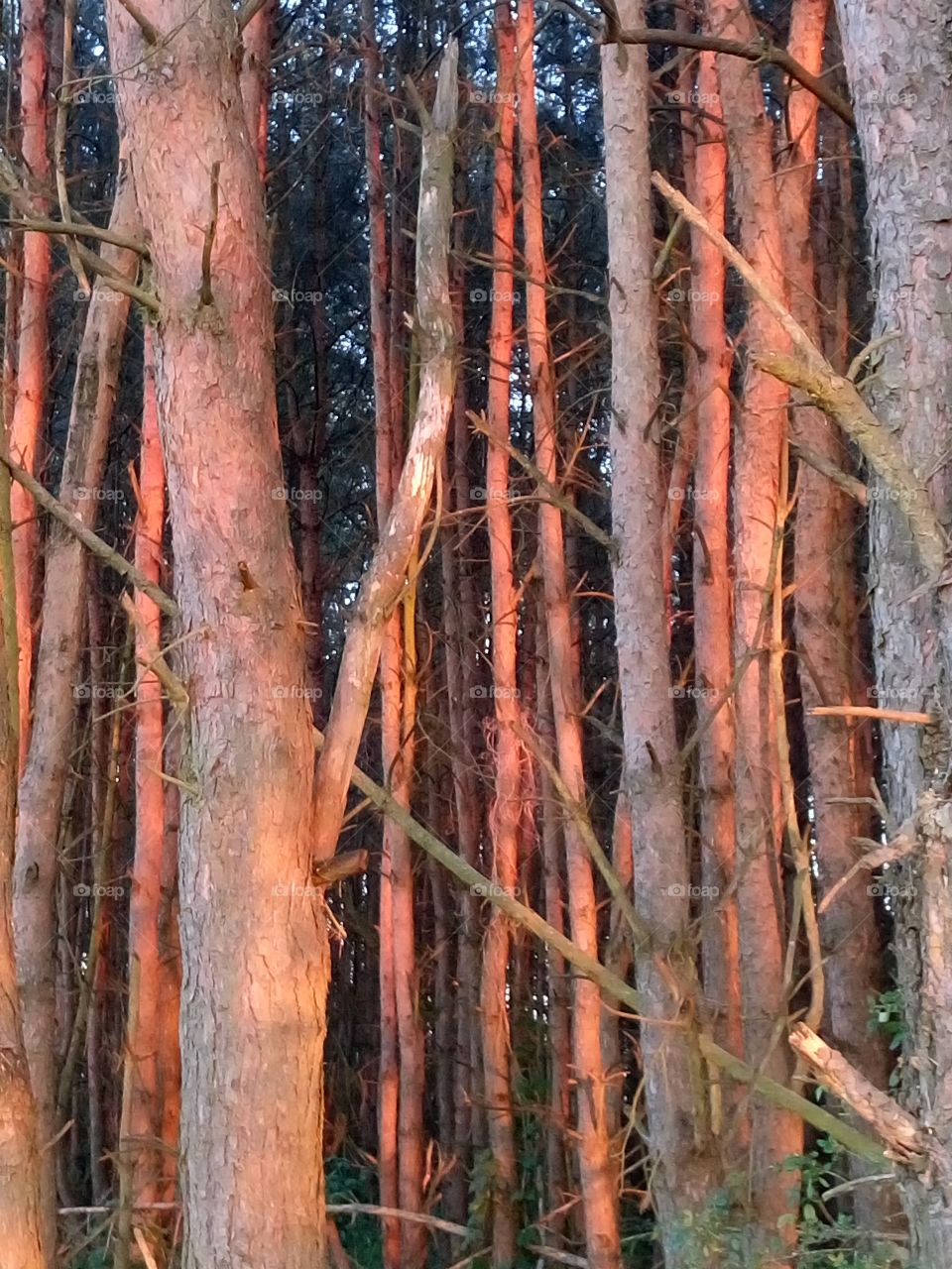 polish nature,  sunset time,  red evening light
