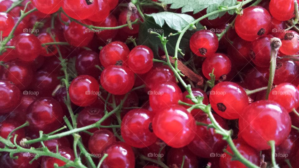 redcurrants