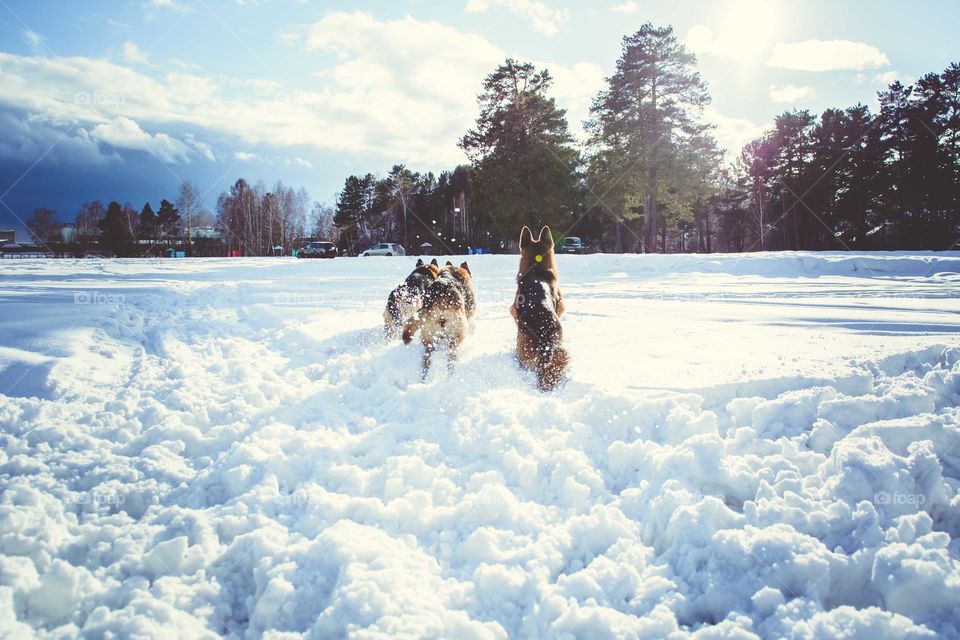 three dogs are running