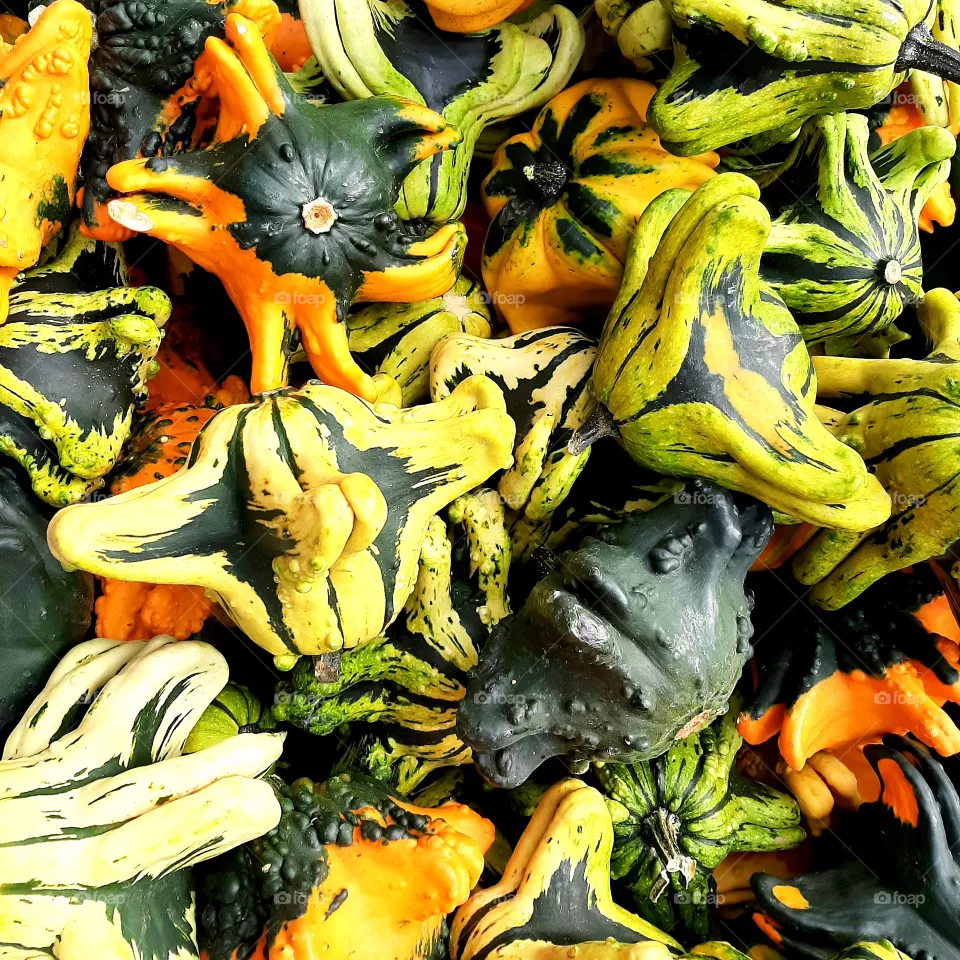 Gourds