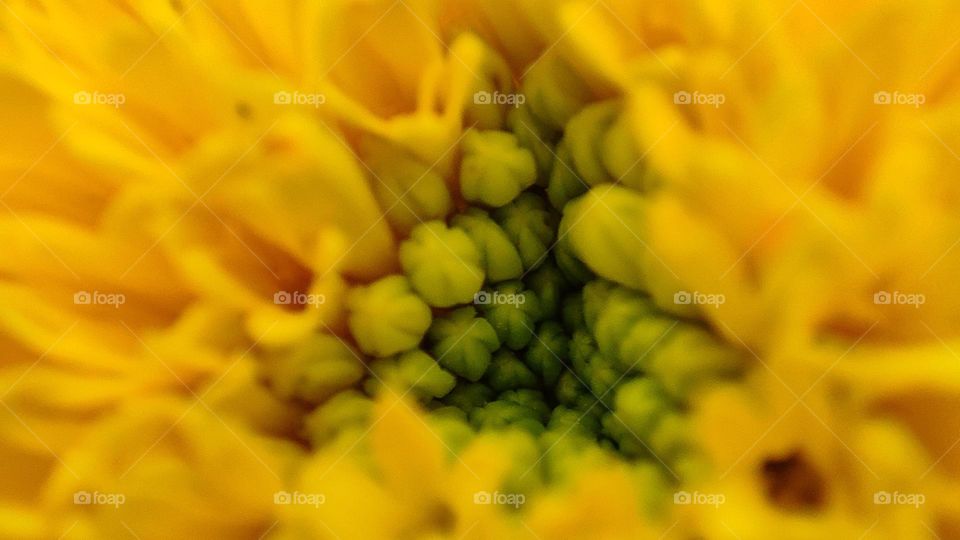 Beautiful yellow flower with a triangle shape inside