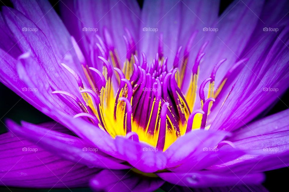 Vibrant purple coloured waterlily with bright yellow pollen